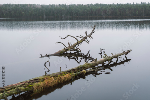 submerged trees in water