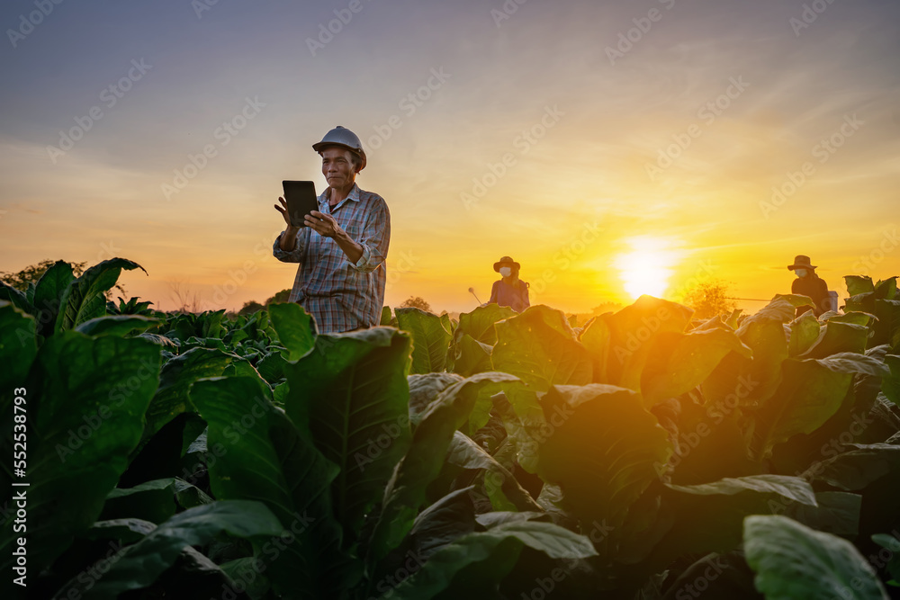 Fototapeta premium Tobacco beauties in Asia are using tablets to help people figure out how to improve tobacco cultivation.