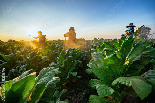 Tobacco beauties in Asia spray or foliar fertilize tobacco plants in tobacco plantations.