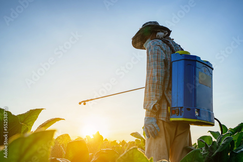 Obraz na plátně Tobacco beauties in Asia spray or foliar fertilize tobacco plants in tobacco plantations