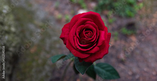 Artificial red rose isolated on a dark rock background. A red rose, a stately flower.