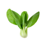 Bok choy vegetable isolated on transparent png