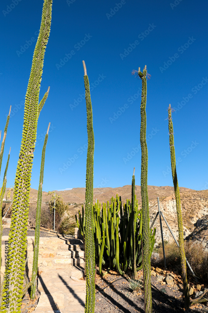 Alluaudia procera cactus plant in the garden Alluaudia procera cactus plant in the garden