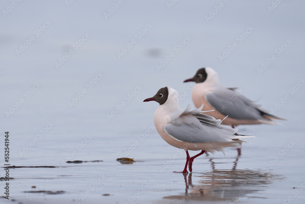 Brown-hooded Gull (Larus maculipennis) showing distinctive pink colouration on the coast of Sea Lion Island in the Falkland Islands Brown-hooded Gull (Larus maculipennis) showing distinctive pink colouration on the coast of Sea Lion Island in the Falkland Islands