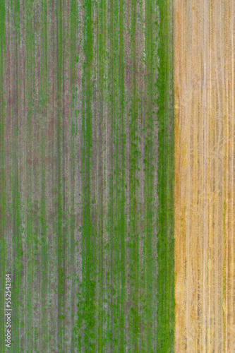 drone aerial view of yellow and green pain agricultural fields