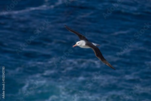 Black-browed Albatross (Thalassarche melanophrys) in flight along the cliffs of Saunders Island in the Falkland Islands.