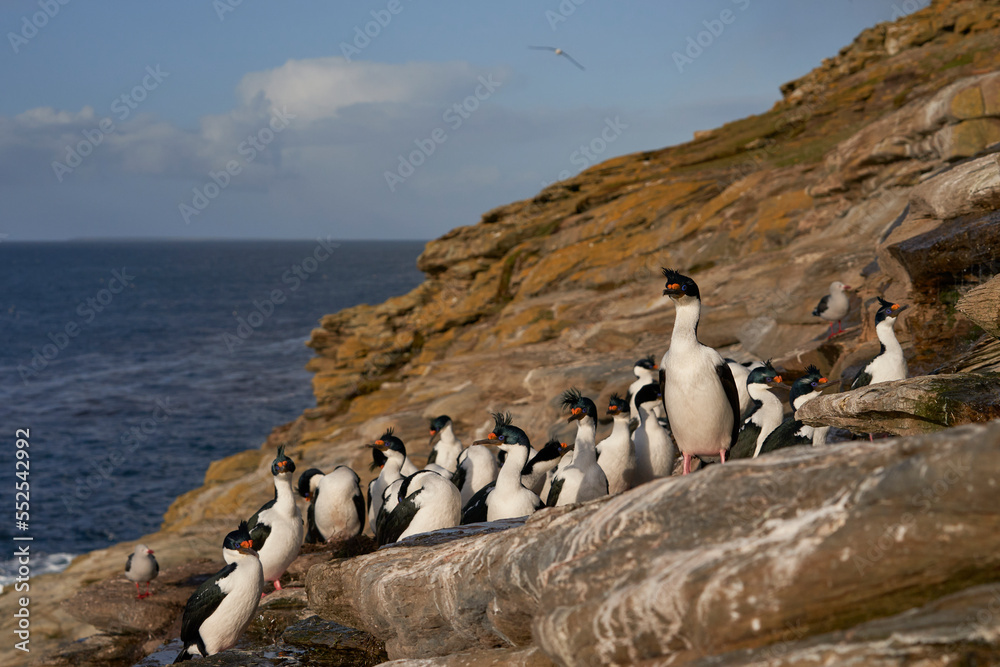 Naklejka premium Small colony of Imperial Shag (Phalacrocorax atriceps albiventer) on the cliffs of Saunders Island on the Falkland Islands
