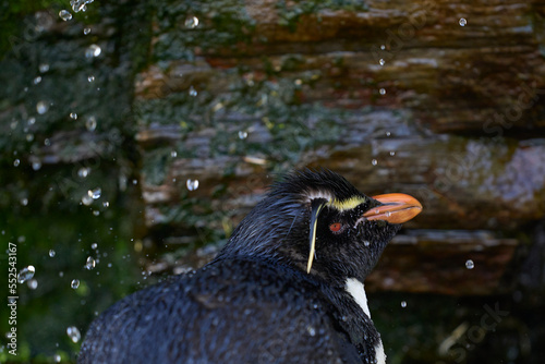 Rockhopper Penguin (Eudyptes chrysocome) having a shower under a waterfall on the cliffs of Saunders Island on the Falkland Islands. photo