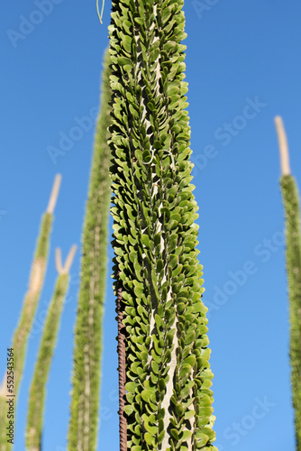Alluaudia procera cactus plant in the garden