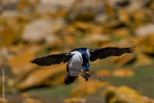 Imperial Shag (Phalacrocorax atriceps albiventer) carrying vegetation to be used as nesting material on Saunders Island in the Falkland Islands photo