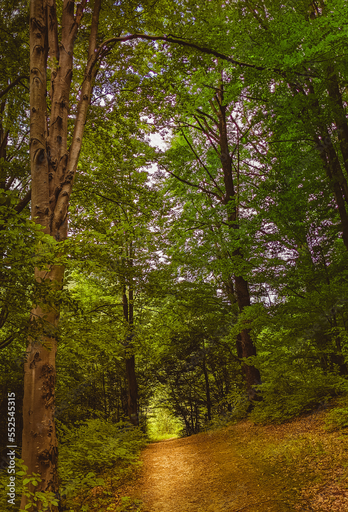 Fototapeta premium Sun beams through thick trees branches in dense green forest
