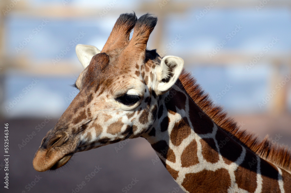 Fototapeta premium キリン