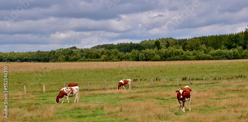 cows grazing in a meadow