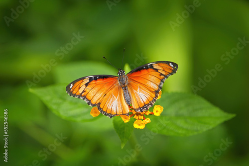 Butterfly sitting on the green leave in the nature habitat. Big butterfly in tropic forest, Costa Rica wildlife. Beautiful insect in gree jugle vegetation.