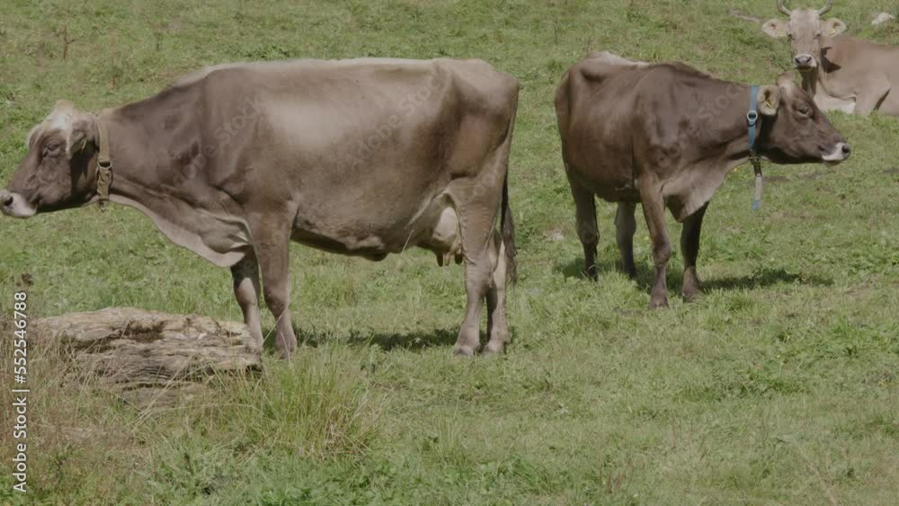 Mountain cattle live in an healthy and natural environment. Cows live in Switzerland in the mountains and enjoy a beautiful panorama landscape. Mountain cattle live in an healthy and natural environment. Cows live in Switzerland in the mountains and enjoy a beautiful panorama landscape.