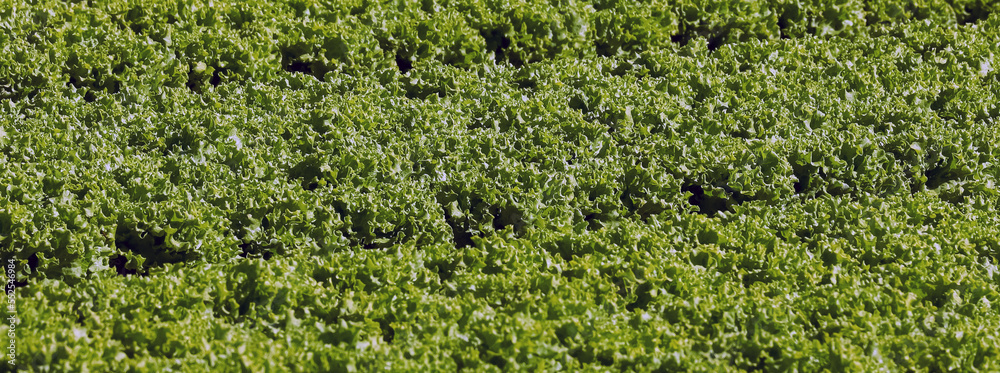 green head of fresh lettuce grown in the cultivated field green head of fresh lettuce grown in the cultivated field