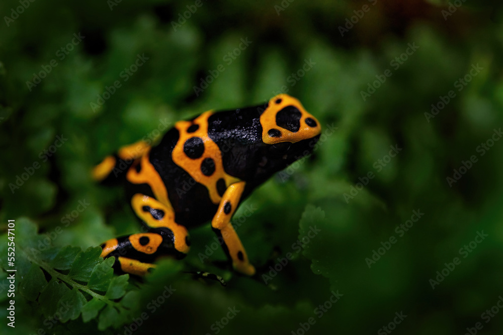 Fototapeta premium Dendrobates leucomelas, Yellow-banded poison dart frog in nature forest habitat. Small black orange frog frm Venezuela in South America, tropic wildlife.
