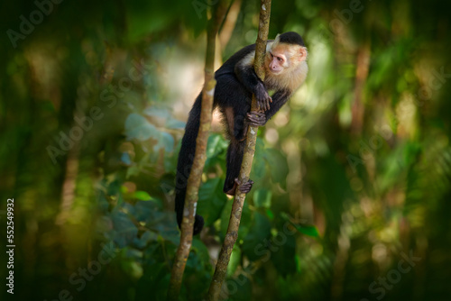 Photography White-headed Capuchin, black monkey sitting on the tree branch in the dark tropical forest