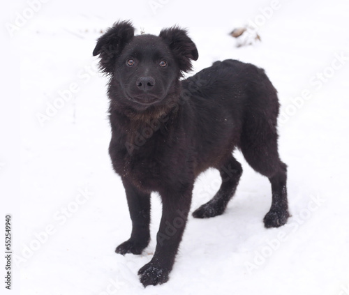 black puppy dog full body portrait isolated on white