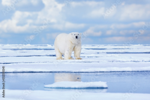 Nature  - polar bear on drifting ice with snow feeding on killed seal, skeleton and blood, wildlife Svalbard, Norway. Beras with carcass, wildlife nature. Carcass with blue sky and clouds.