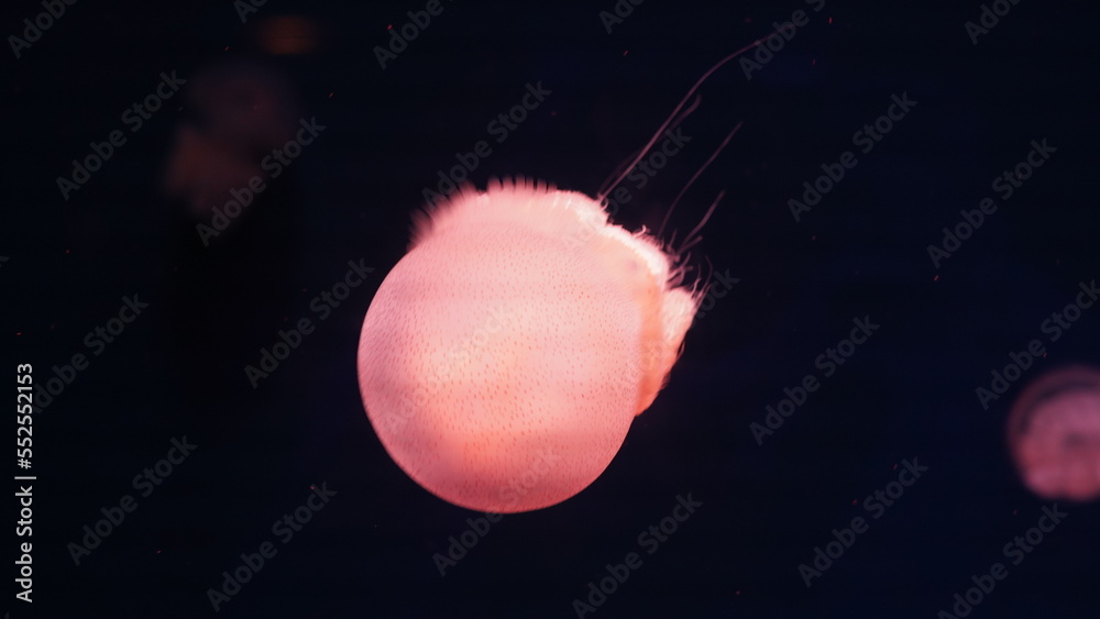 Catostylus tagi is a species of jellyfish from warmer parts of the East Atlantic Ocean	
 - obrazy, fototapety, plakaty 