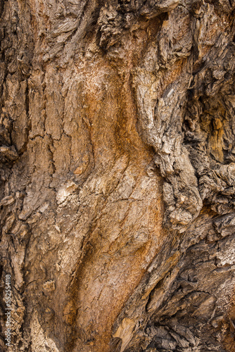 Tree bark texture for background