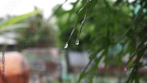 raindrops on the leaves and yam trees photo