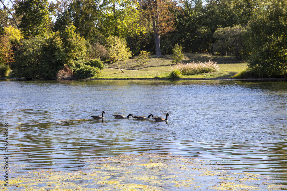 Canada geese , branta canadensis, on the lake in the bois de Boulogne in Paris France. Canada geese , branta canadensis, on the lake in the bois de Boulogne in Paris France.