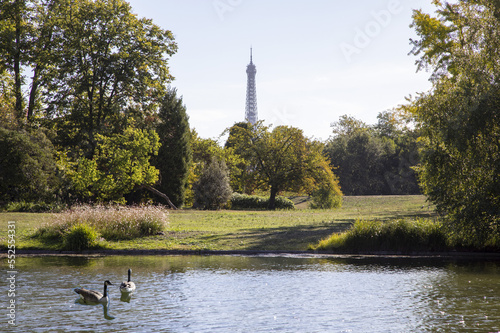Canada geese , branta canadensis, on the lake in the bois de Boulogne in Paris France with the Eiffel tower in the background.