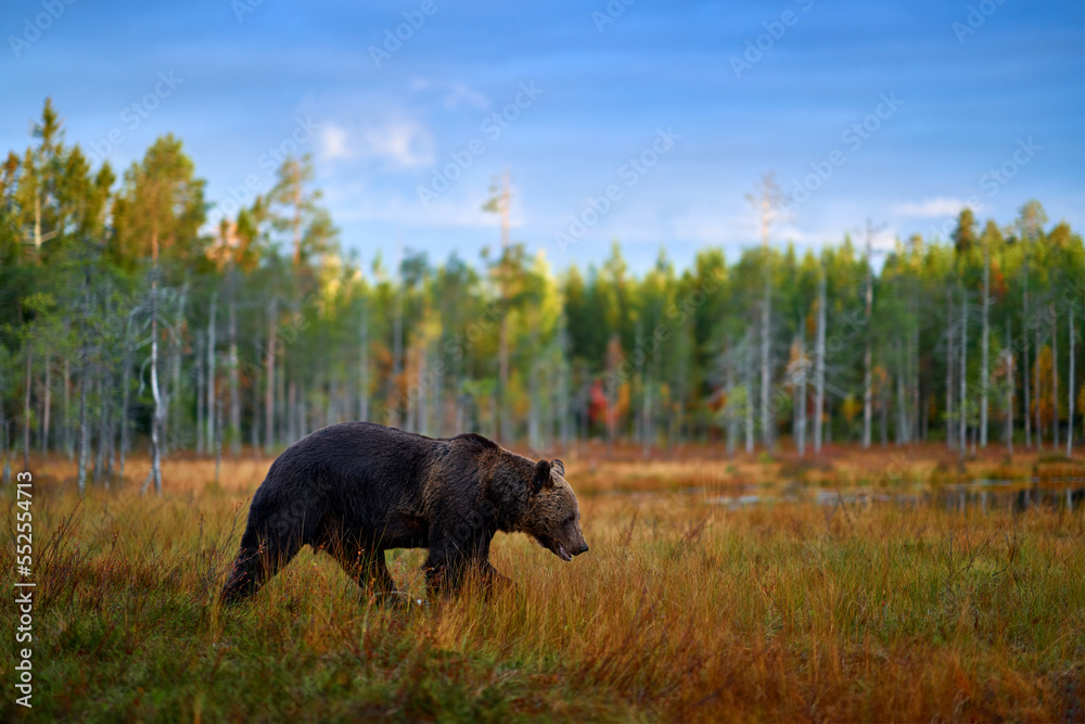 Autumn nature. Bear wide angle lens in yellow forest. Fall trees with bear, mirror reflection. Beautiful brown bear walking around lake, fall colors, Finland, Europe. Autumn nature. Bear wide angle lens in yellow forest. Fall trees with bear, mirror reflection. Beautiful brown bear walking around lake, fall colors, Finland, Europe.