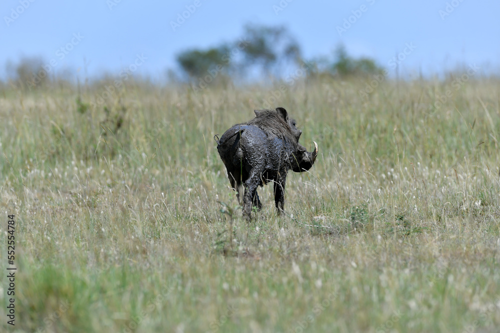 Fototapeta premium warthog in the savannah of africa