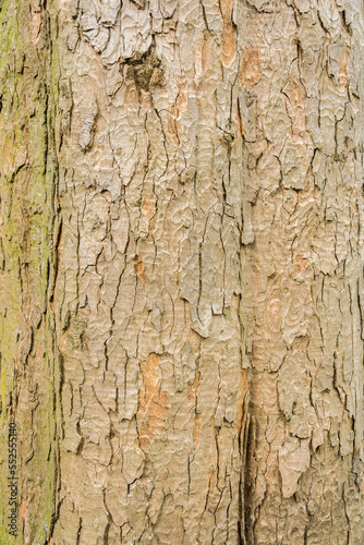 Wallpaper Mural Tree bark texture for background Torontodigital.ca