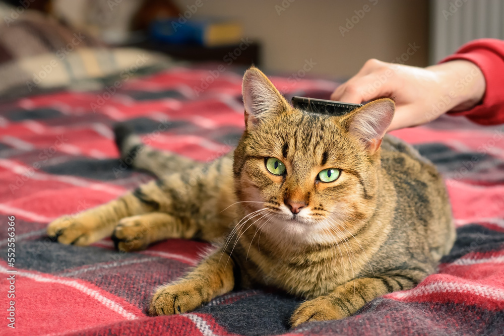 Cleaning the coat of a cat, grooming