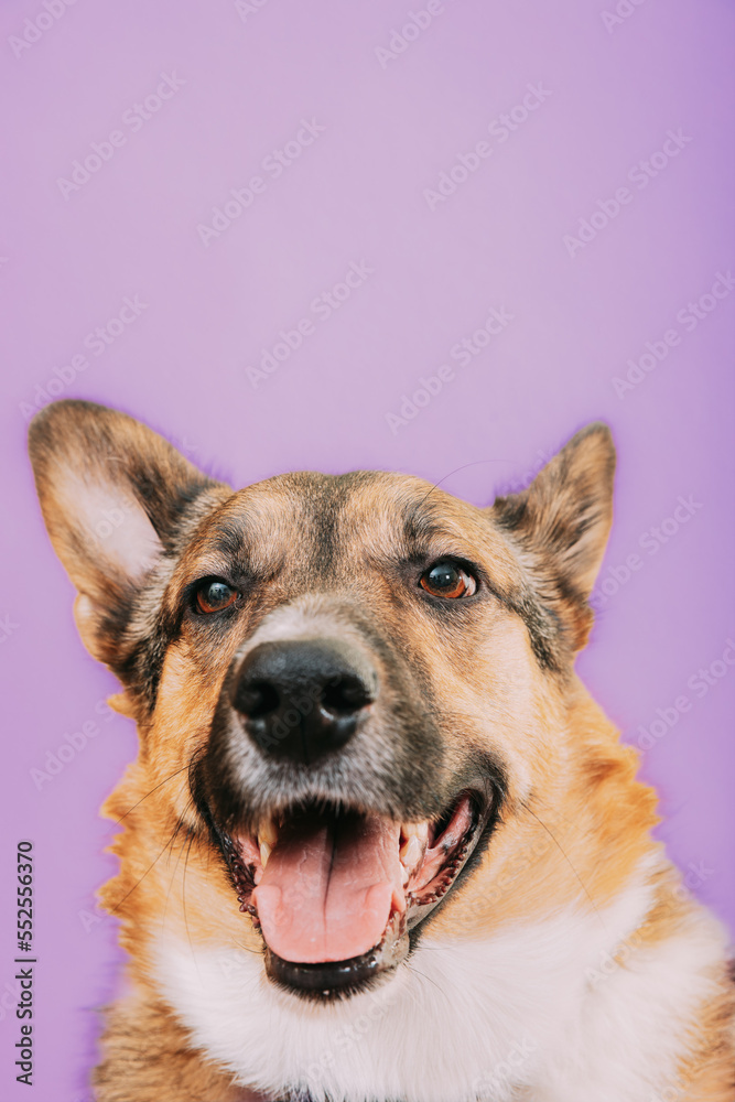 Fototapeta premium Portrait of mixed-breed mongrel dog with open mouth, sticking out his tongue. Mixed-breed mongrel dog close up portrait. Isolated on purple background.