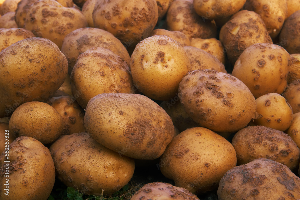 Potatoes close-up. Harvesting vegetables and crops, farming, white potatoes. Selective selective focus Potatoes close-up. Harvesting vegetables and crops, farming, white potatoes. Selective selective focus