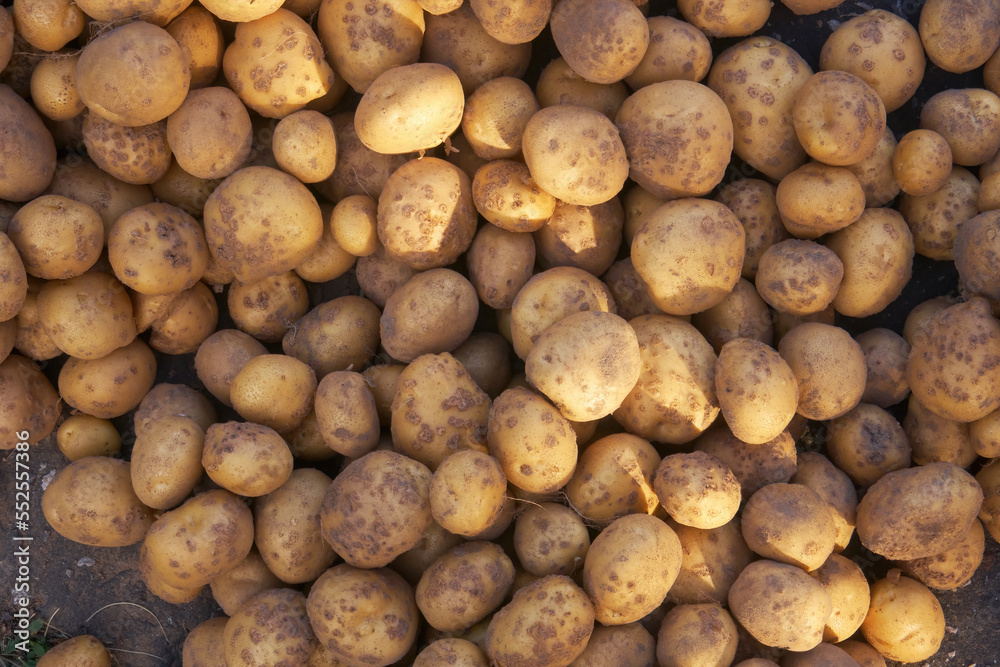 Potatoes close-up. Harvesting vegetables and crops, farming, white potatoes. Selective selective focus Potatoes close-up. Harvesting vegetables and crops, farming, white potatoes. Selective selective focus