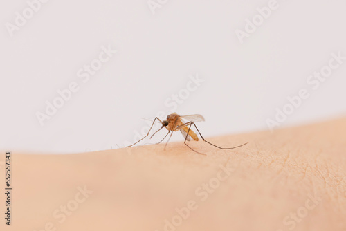 Mosquito bite uncovered human skin © ContributorArtist