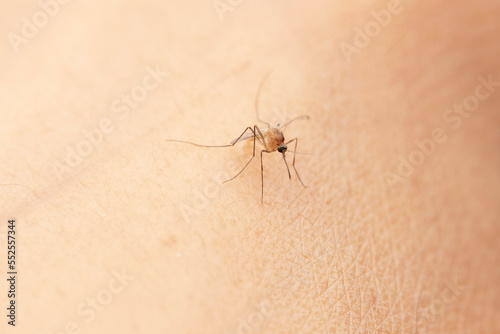 Mosquito bite uncovered human skin