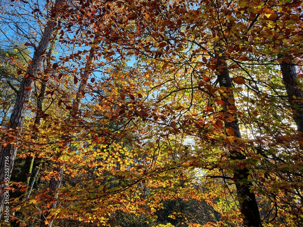 orange leaves falling from the trees in autumn, blue sky in the background orange leaves falling from the trees in autumn, blue sky in the background