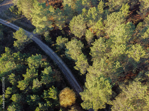 drone aerial view of a forest trail in a pine plantation