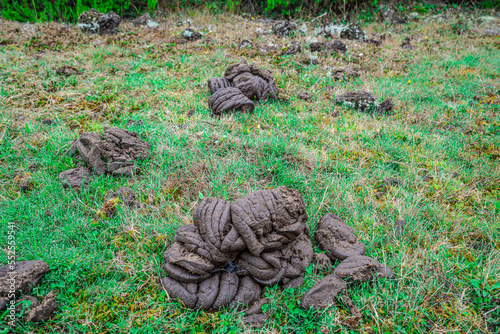 Fresh organic cow dung on green grass. photo