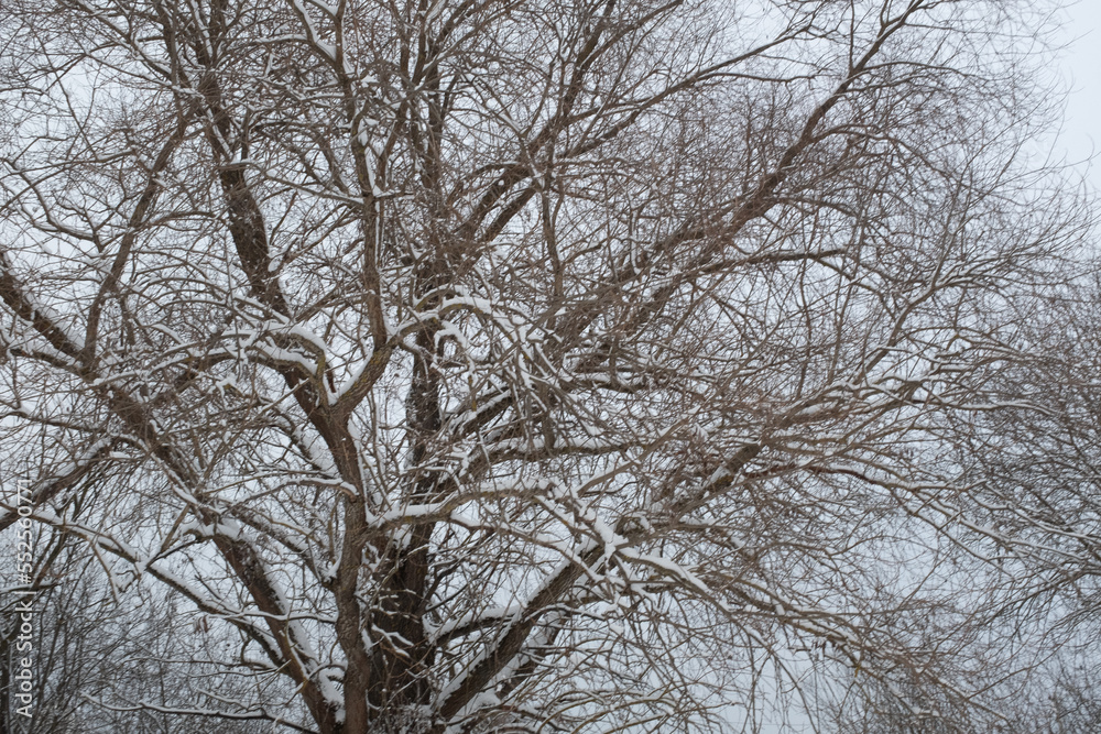 Snow-covered big tree in the winter forest. Snow tree backgrounded gray sky. Winter landscape for poster, calendar, post, screensaver, wallpaper, postcard, banner, cover, website. High quality photo Snow-covered big tree in the winter forest. Snow tree backgrounded gray sky. Winter landscape for poster, calendar, post, screensaver, wallpaper, postcard, banner, cover, website. High quality photo