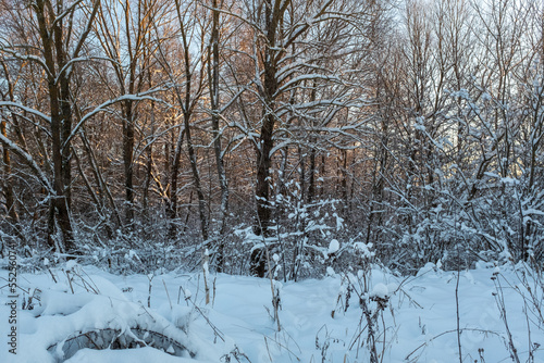 Snow-covered forest landscape. Trees in the winter forest on sunset for publication, design, poster, calendar, post, screensaver, wallpaper, postcard, banner, cover. High quality photo