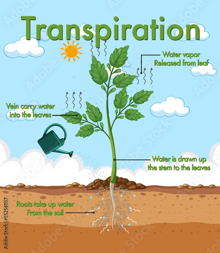 Diagram showing plant transpiration photo