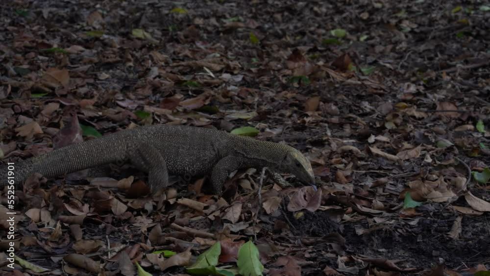 A monitor lizard walking on brown leaves, Tracking shot A monitor lizard walking on brown leaves, Tracking shot
