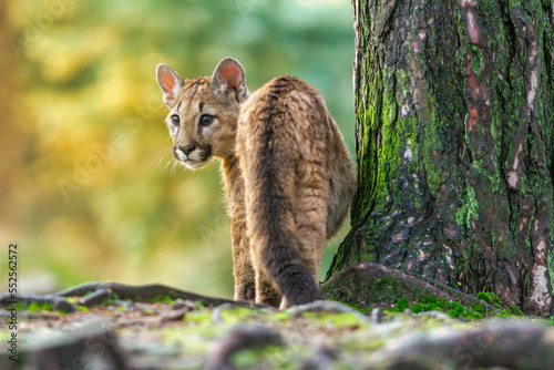 Young american cougar creeps through the woods