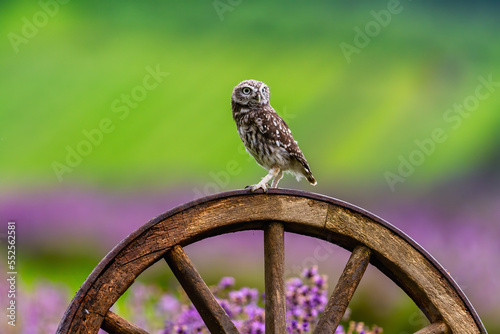 Little owl sitting on a wooden wheel in a lavender field