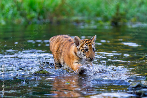 A tiger cub wades through the water in the taiga