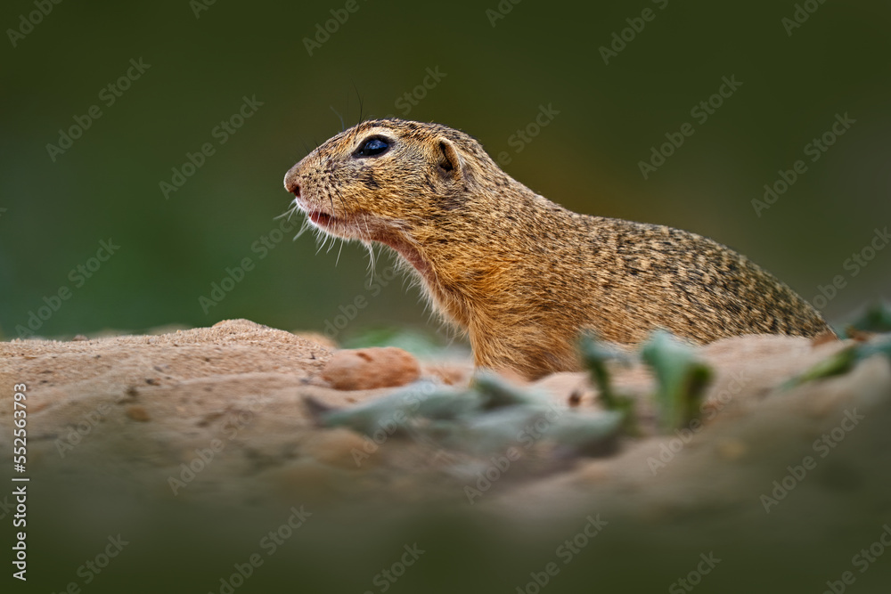 Ground Squirrel sitting in the sand green grass during summer, detail animal portrait, Czech Republic. Ground Squirrel sitting in the sand green grass during summer, detail animal portrait, Czech Republic.