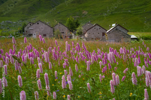 prato fiorito a Andermatt 